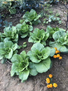 EssBO! Gärten und Gärtnern