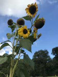 EssBO! Gärten und Gärtnern