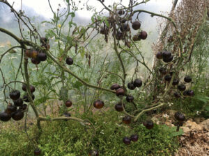 EssBO! Gärten und Gärtnern