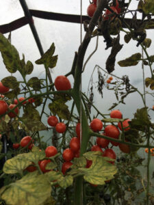 EssBO! Gärten und Gärtnern