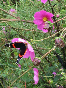 EssBO! Gärten und Gärtnern