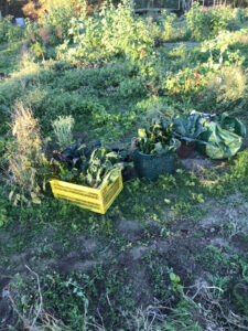 EssBO! Gärten und Gärtnern