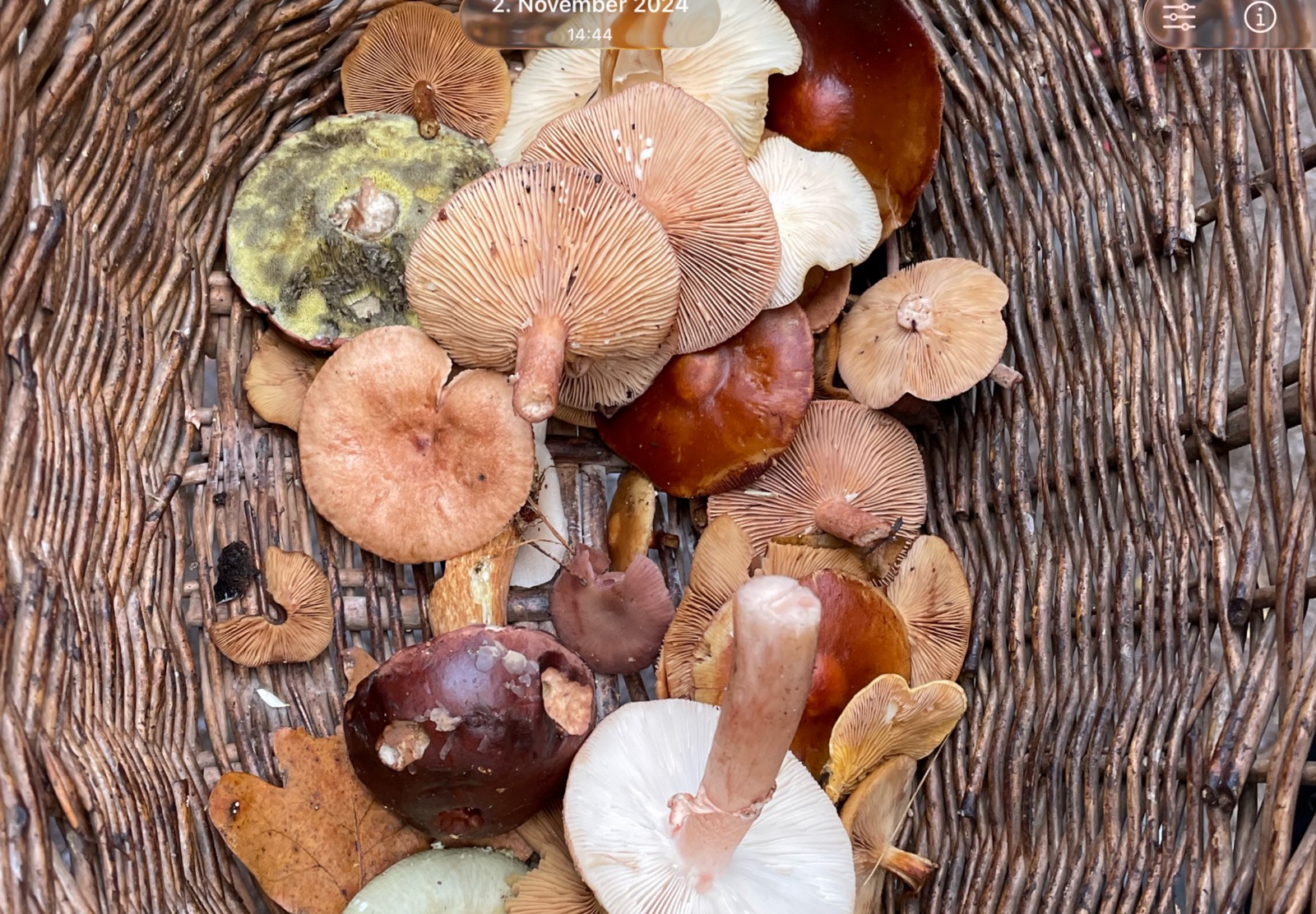 assorted mushrooms in a foragers basket